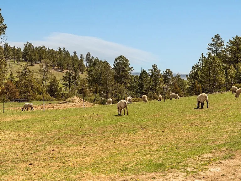 grazing land for sale mt montana greycliff hunting preserve