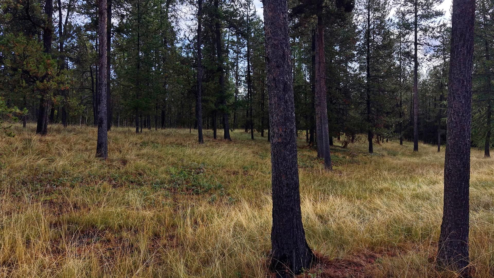 horse ranch property for sale montana little bitterroot mountain retreat
