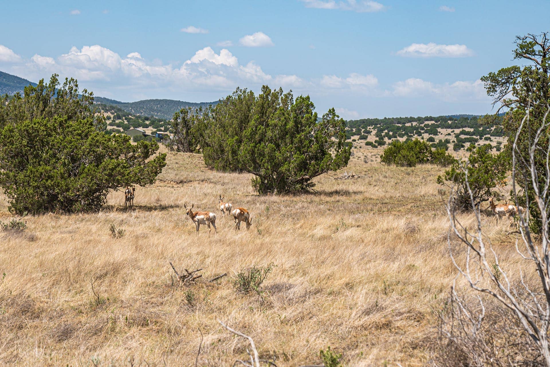 hunting ranch for sale new mexico eagle rock ranch