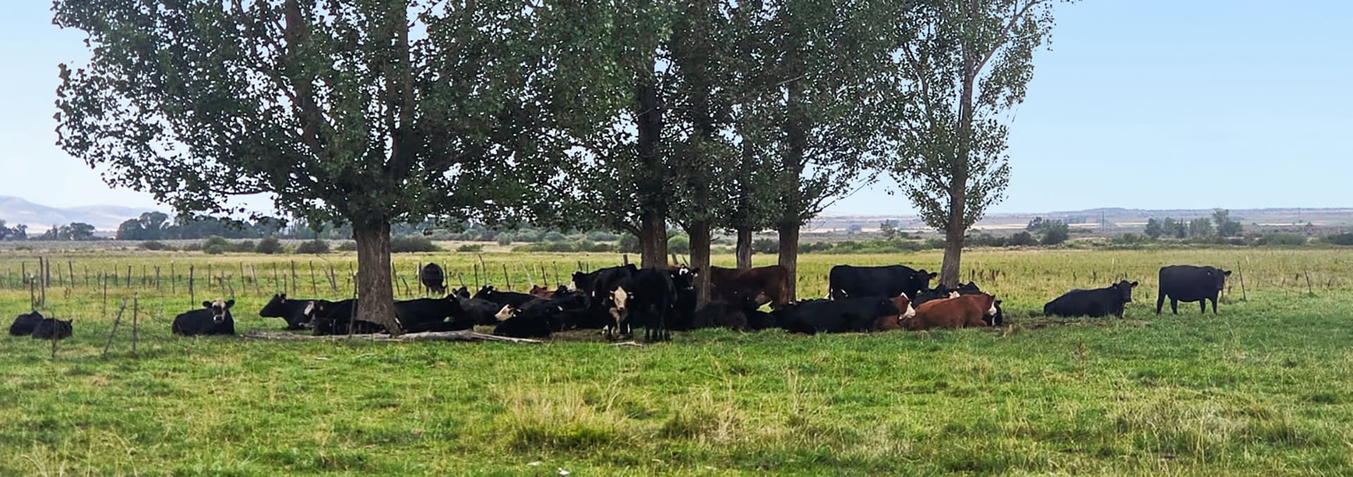 idaho cattle production for sale chester confluence ranch