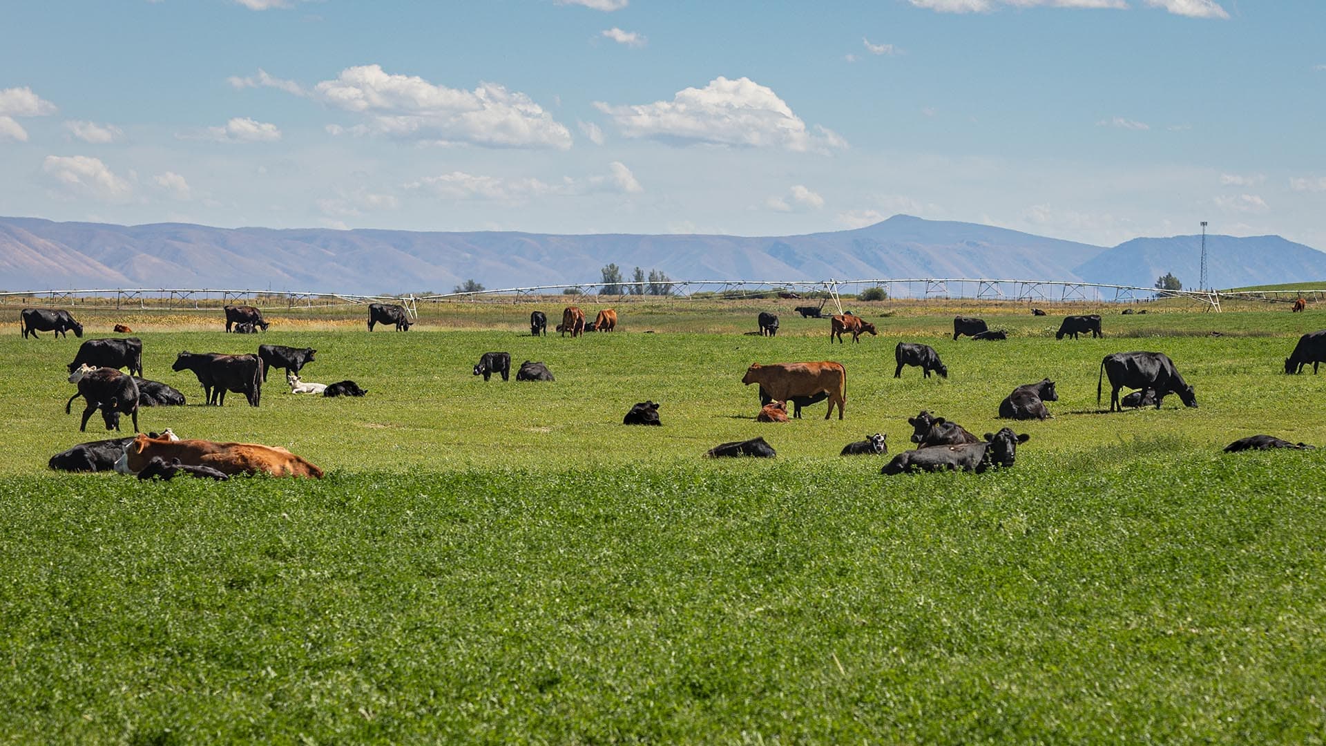 irrigated pasture idaho wallentine ranch