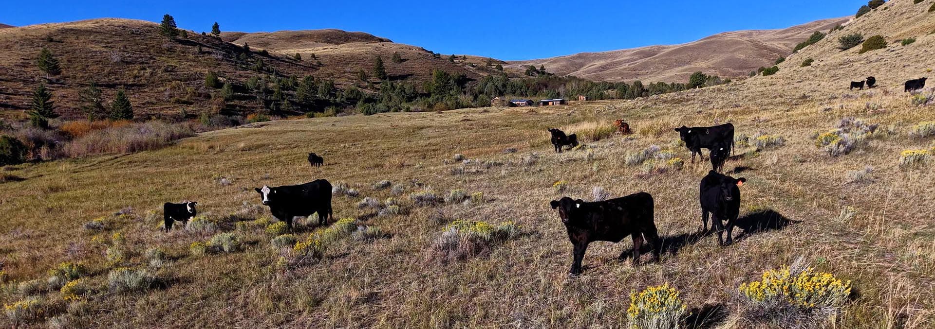 montana land for sale Small Horn Canyon Ranch