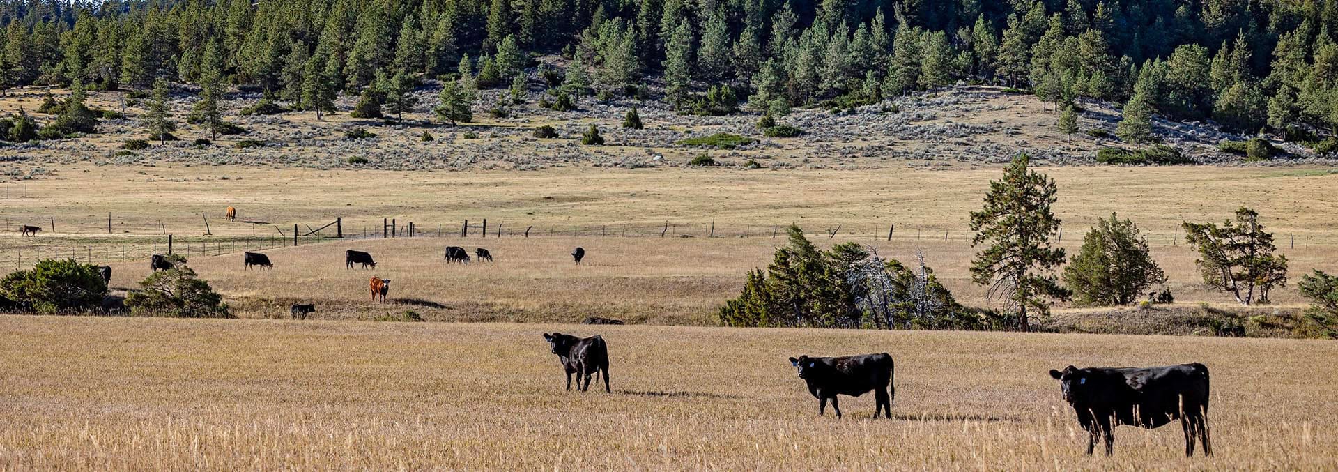 montana ranches for sale greycliff hunting preserve