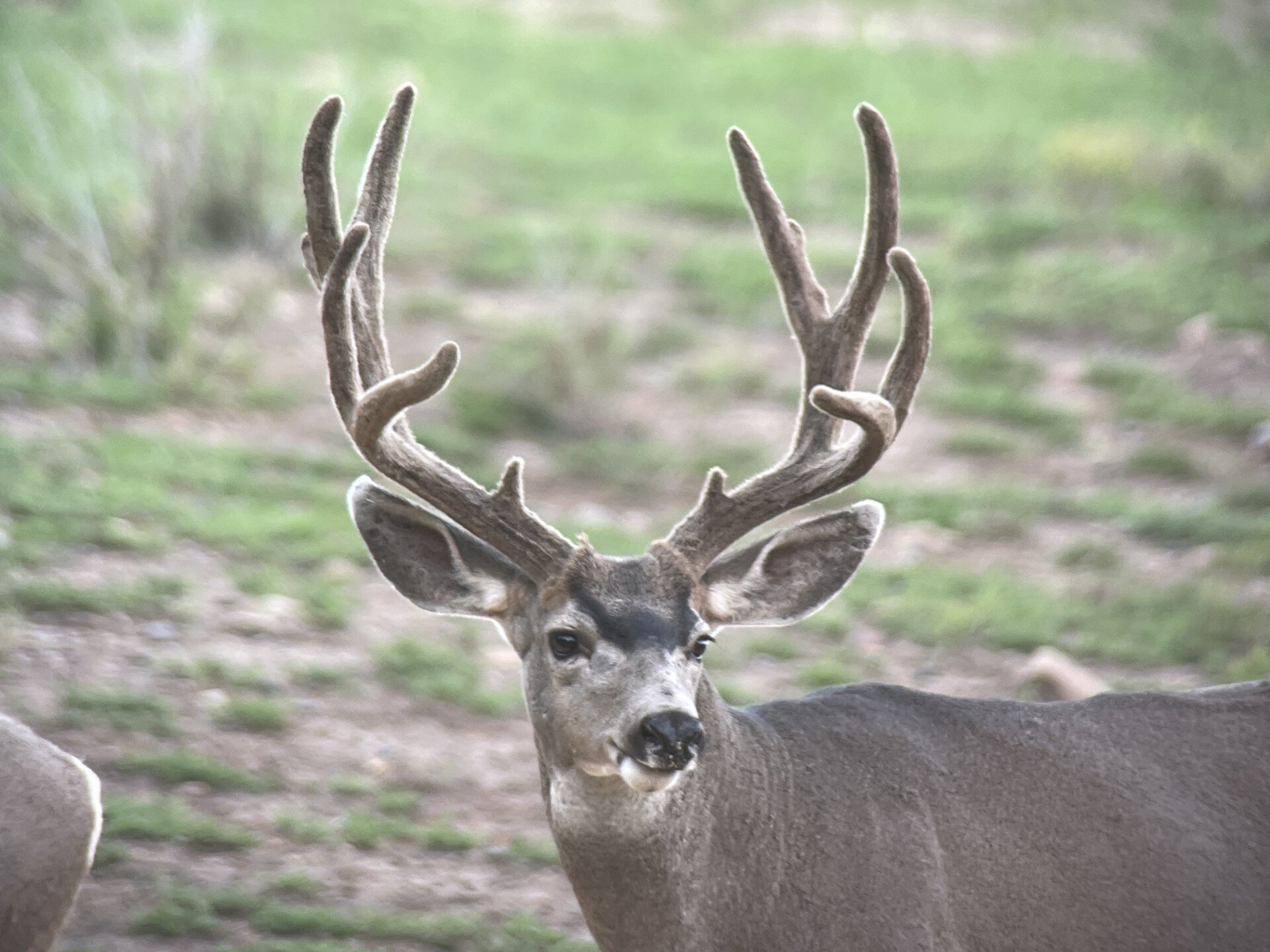 mule deer buck raw land utah elk ridge estates