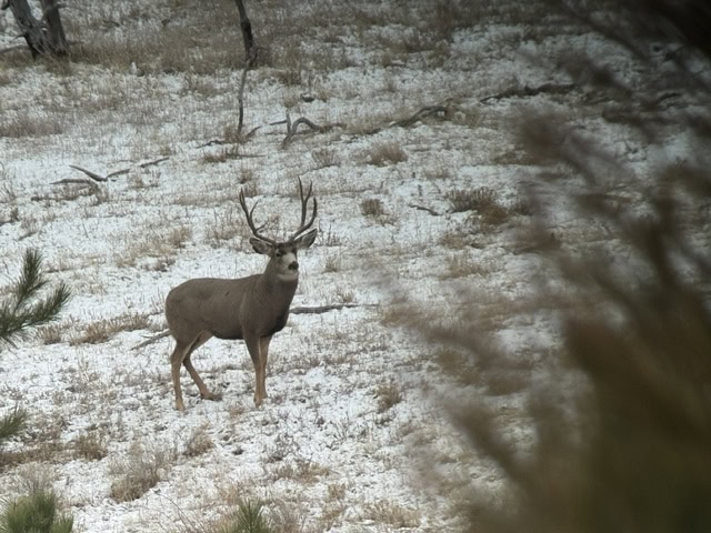 mule deer hunting land for sale mt montana greycliff hunting preserve