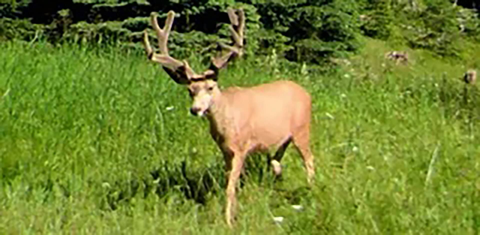 mule deer land oregon goose creek getaway