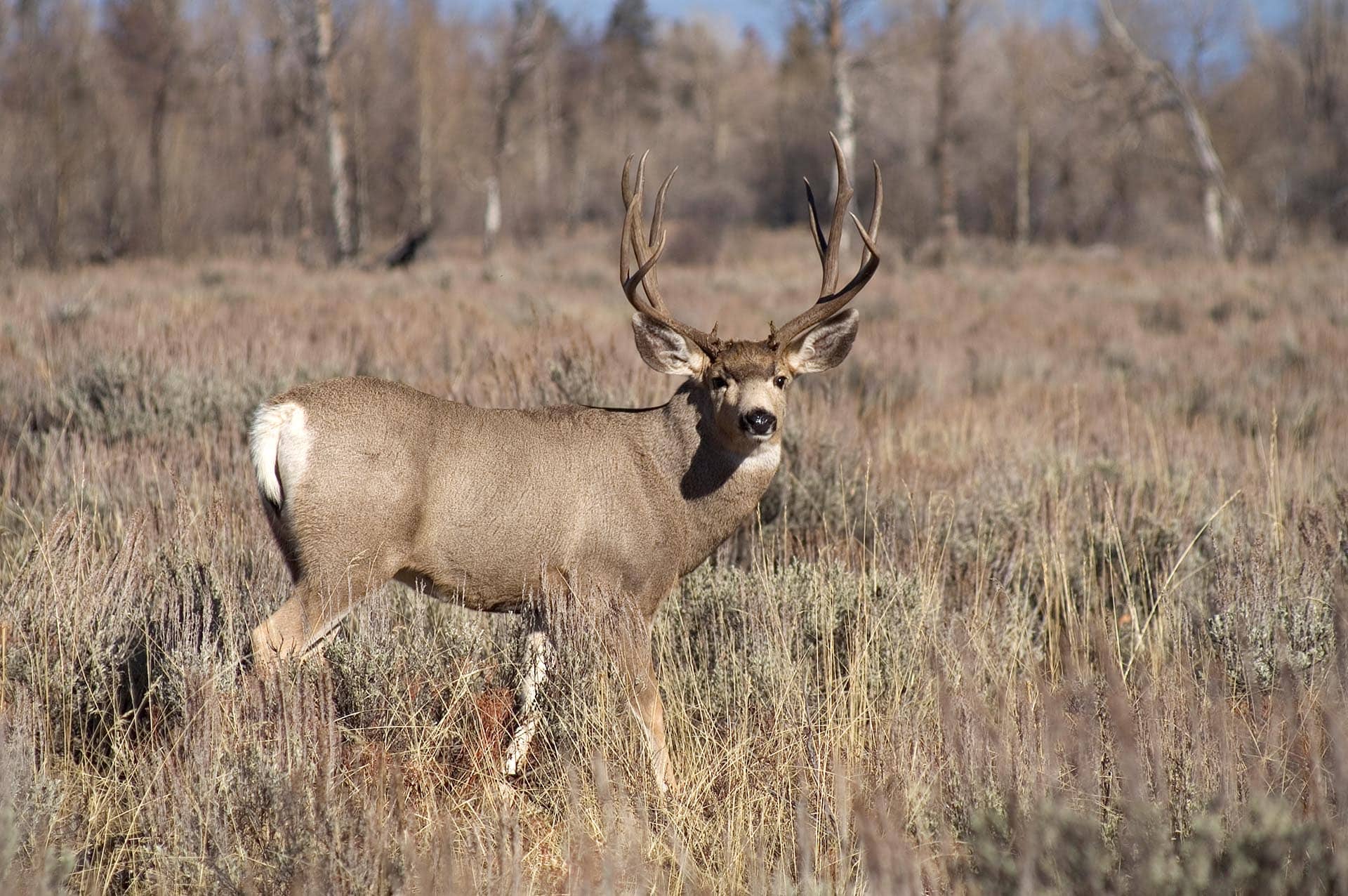A wild mule deer watches ready to defend his mate in the woods of Wyoming