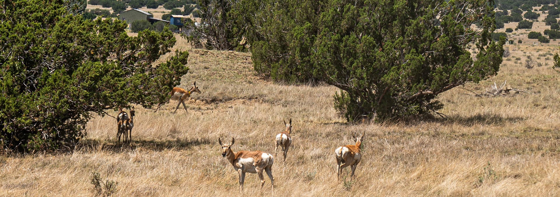 new mexico hunting property for sale eagle rock ranch