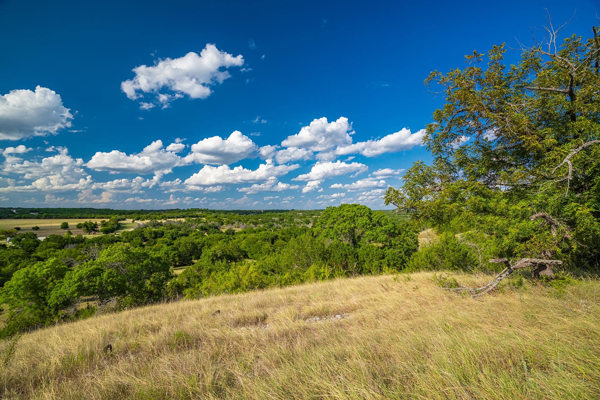 oat food plot for wildlife texas gary creek ranch