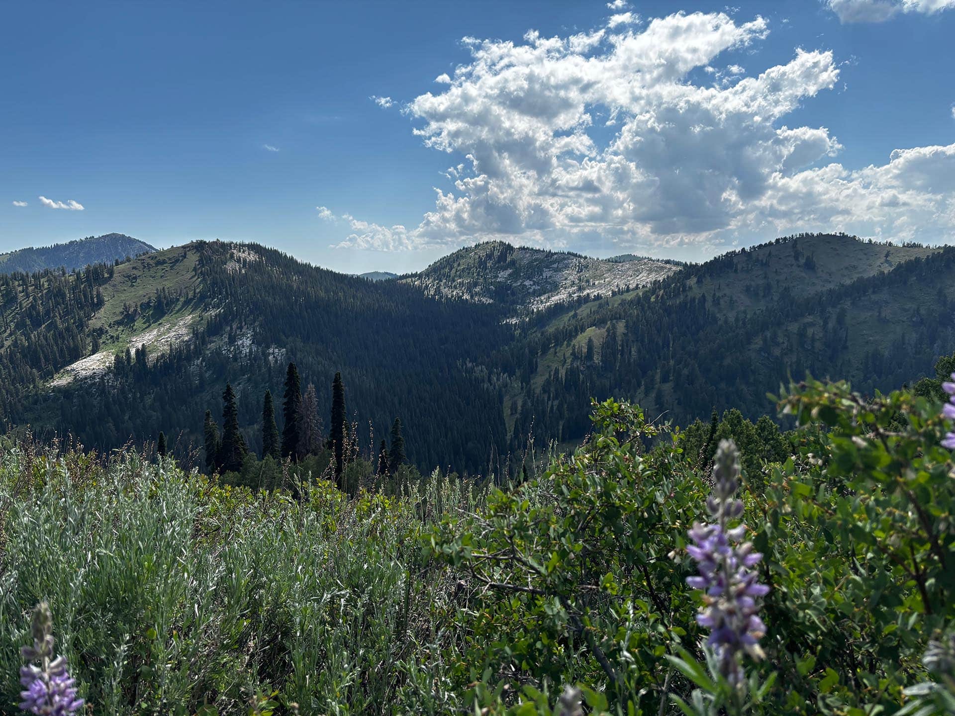 Lupine wildflower meadow with mountains in the background in Blo