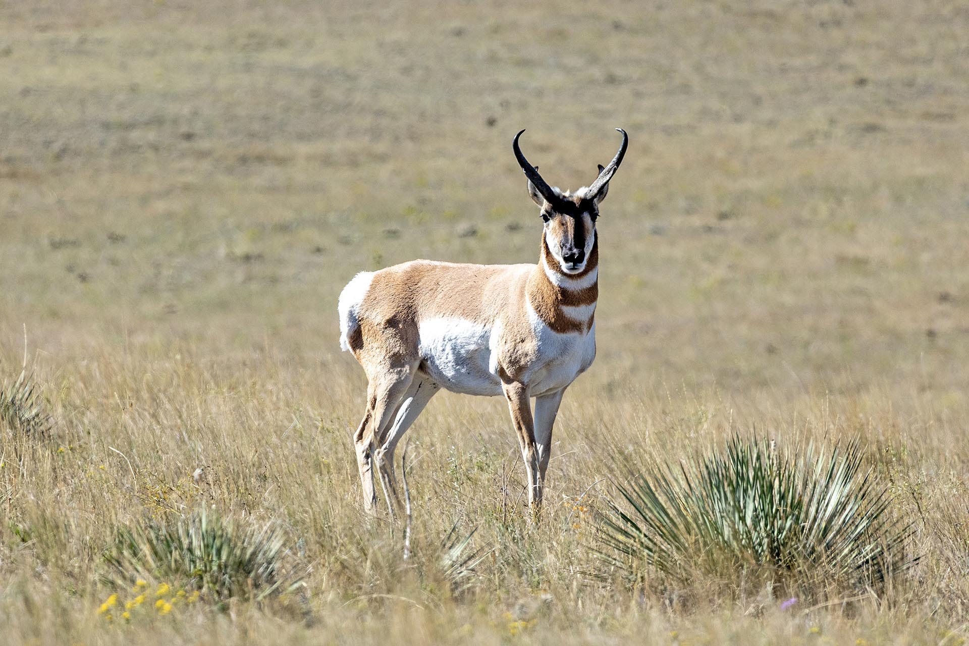 pronghorn wildlife land mt montana greycliff hunting preserve