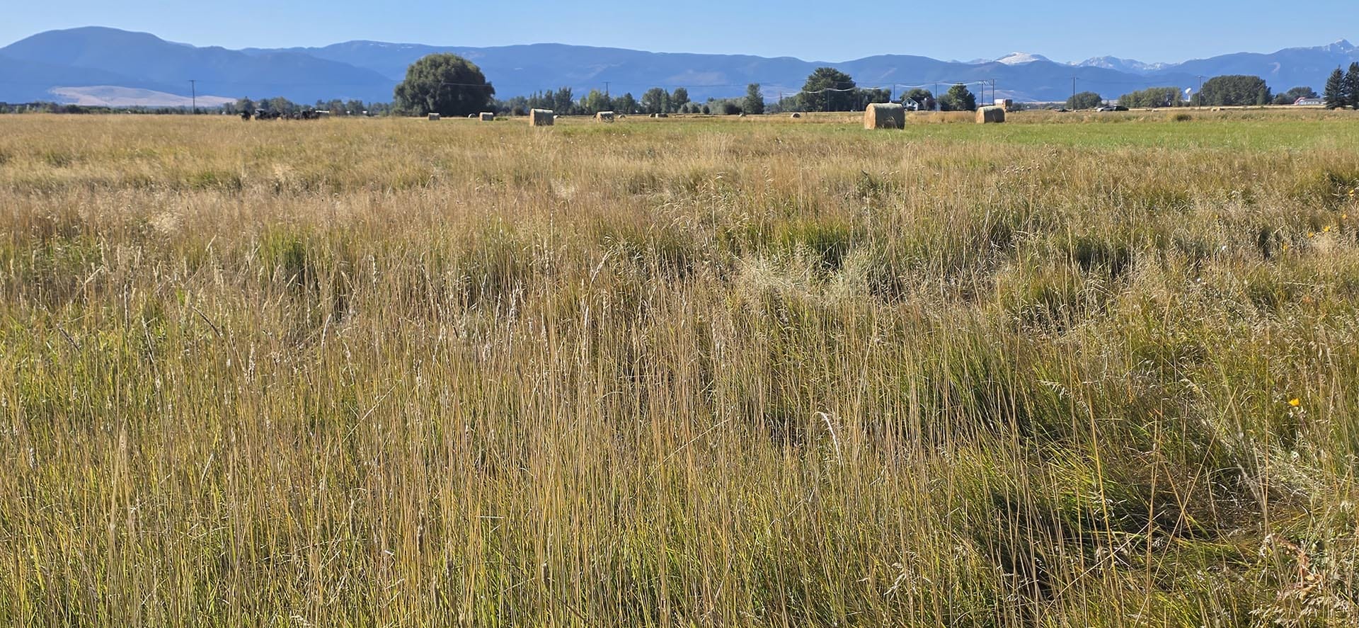 tall golden grass field property montana west bozeman homestead