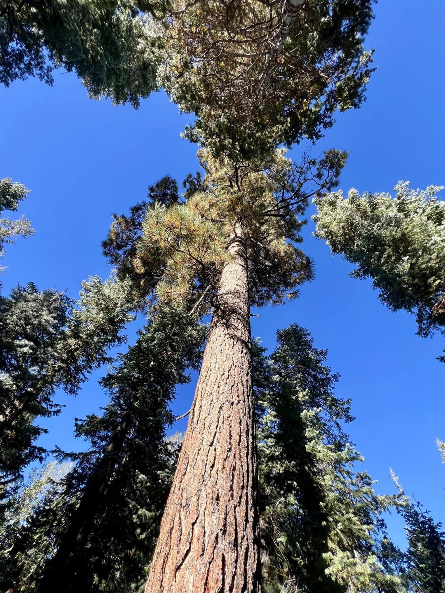 tall timber land utah redwood road cabin