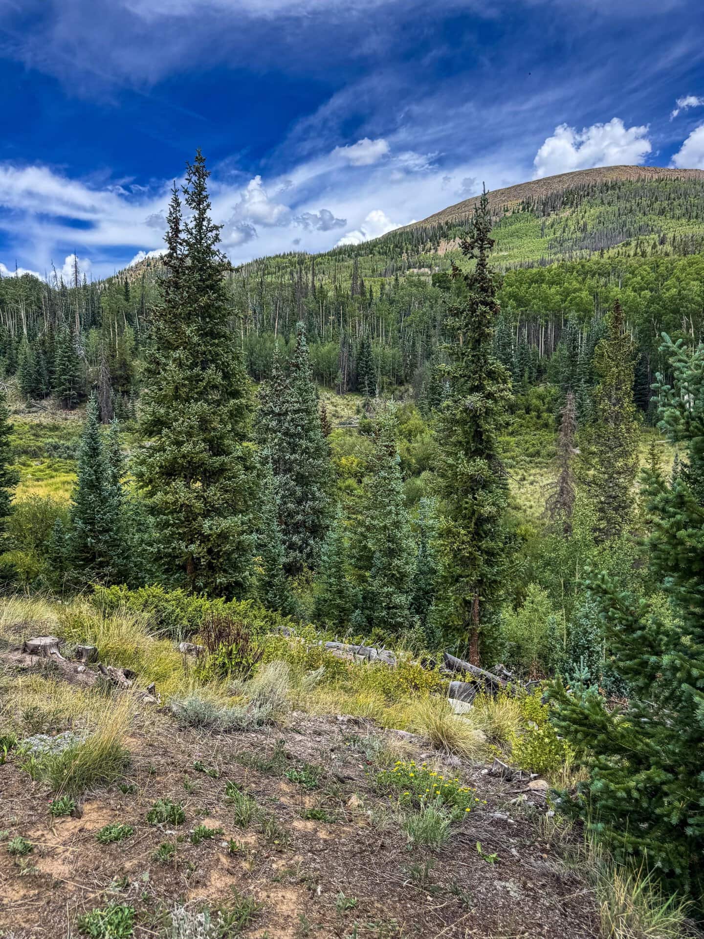 timbered mountain land colorado emerald ranch