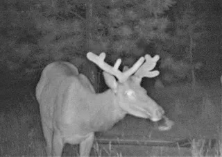 trophy bull elk land oregon goose creek getaway