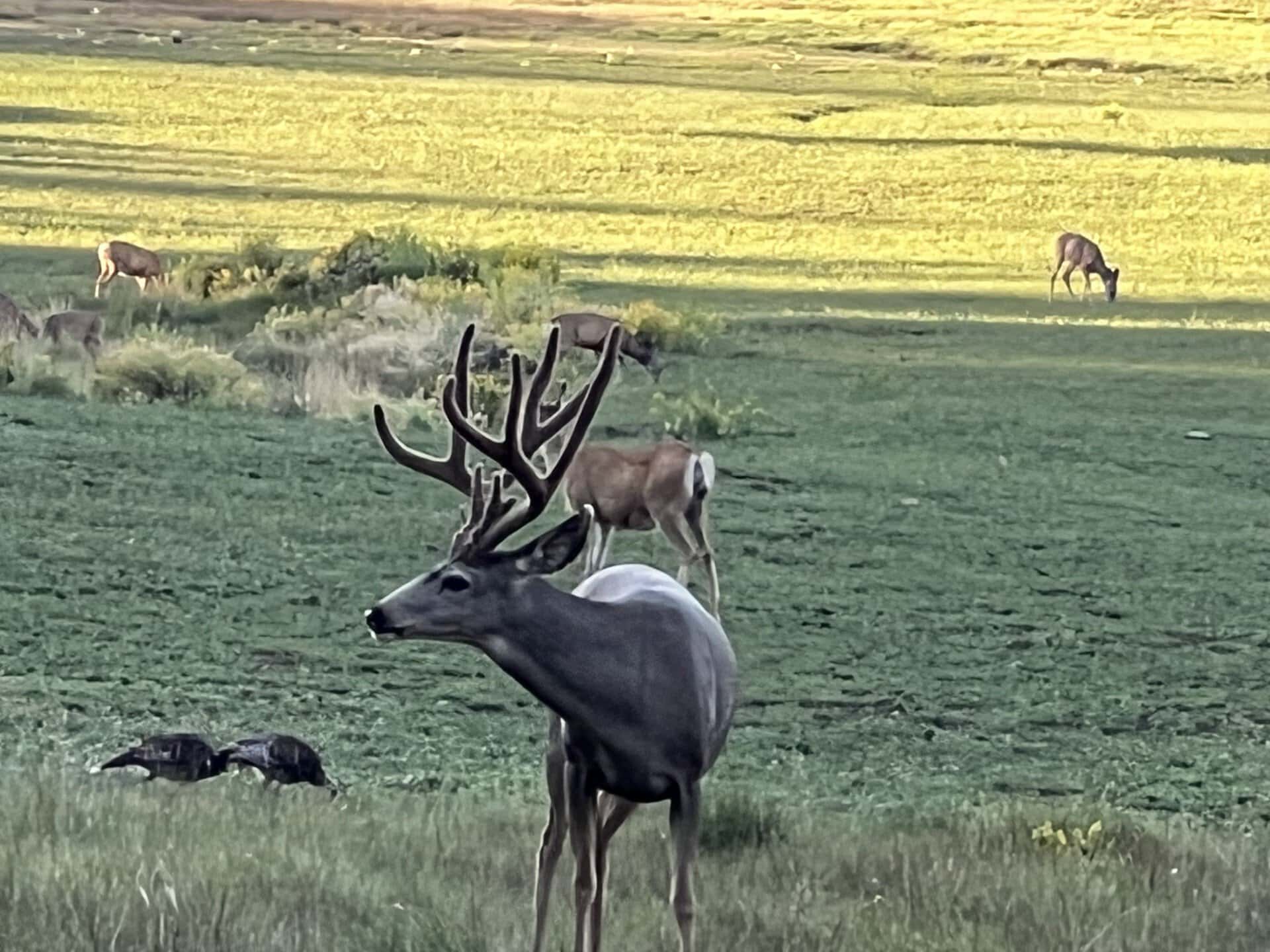 trophy deer and turkey land utah elk ridge estates