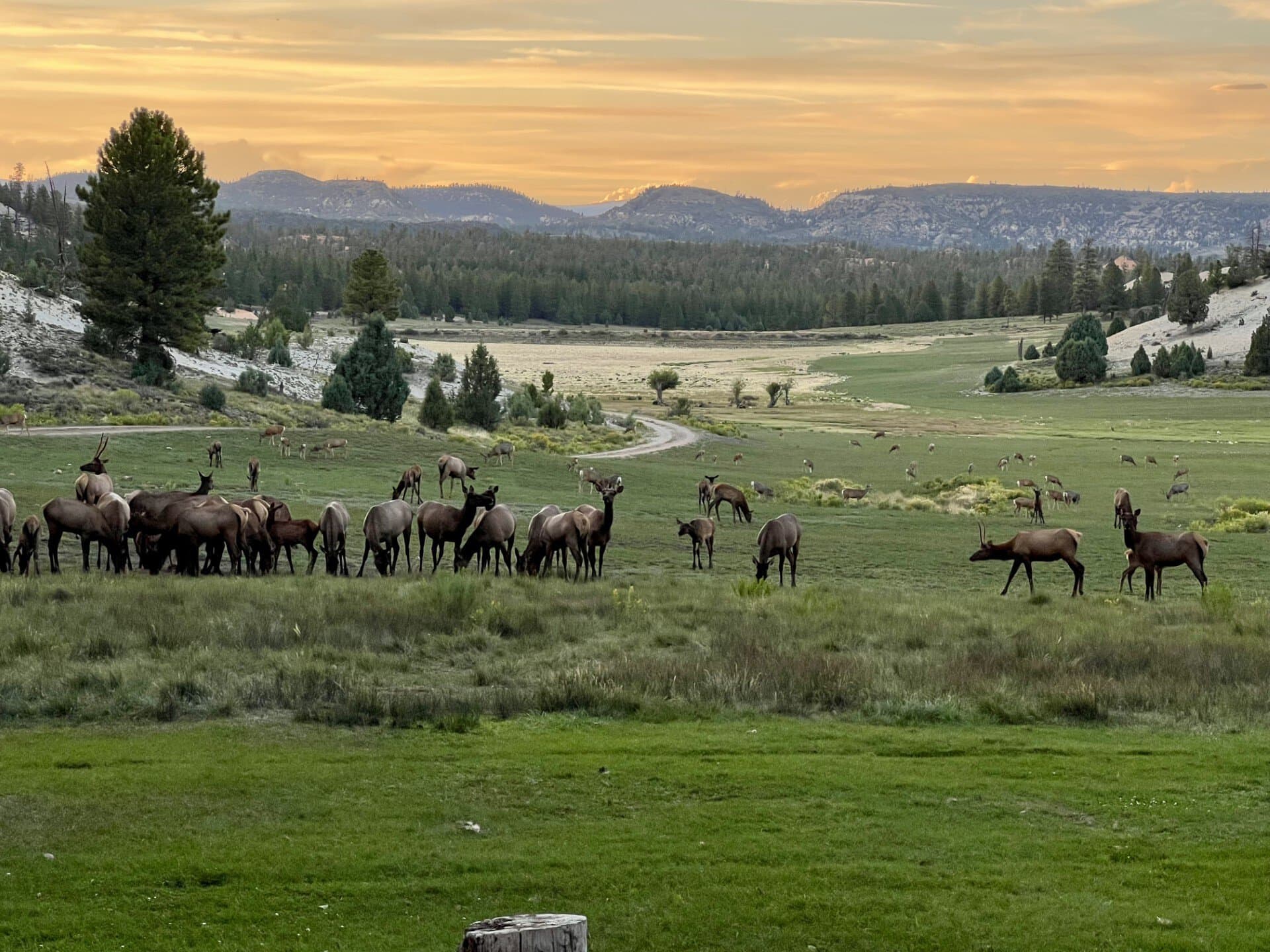 wildlife utah elk ridge estates