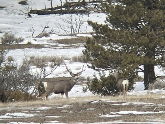 winter hunting land for sale mt montana greycliff hunting preserve