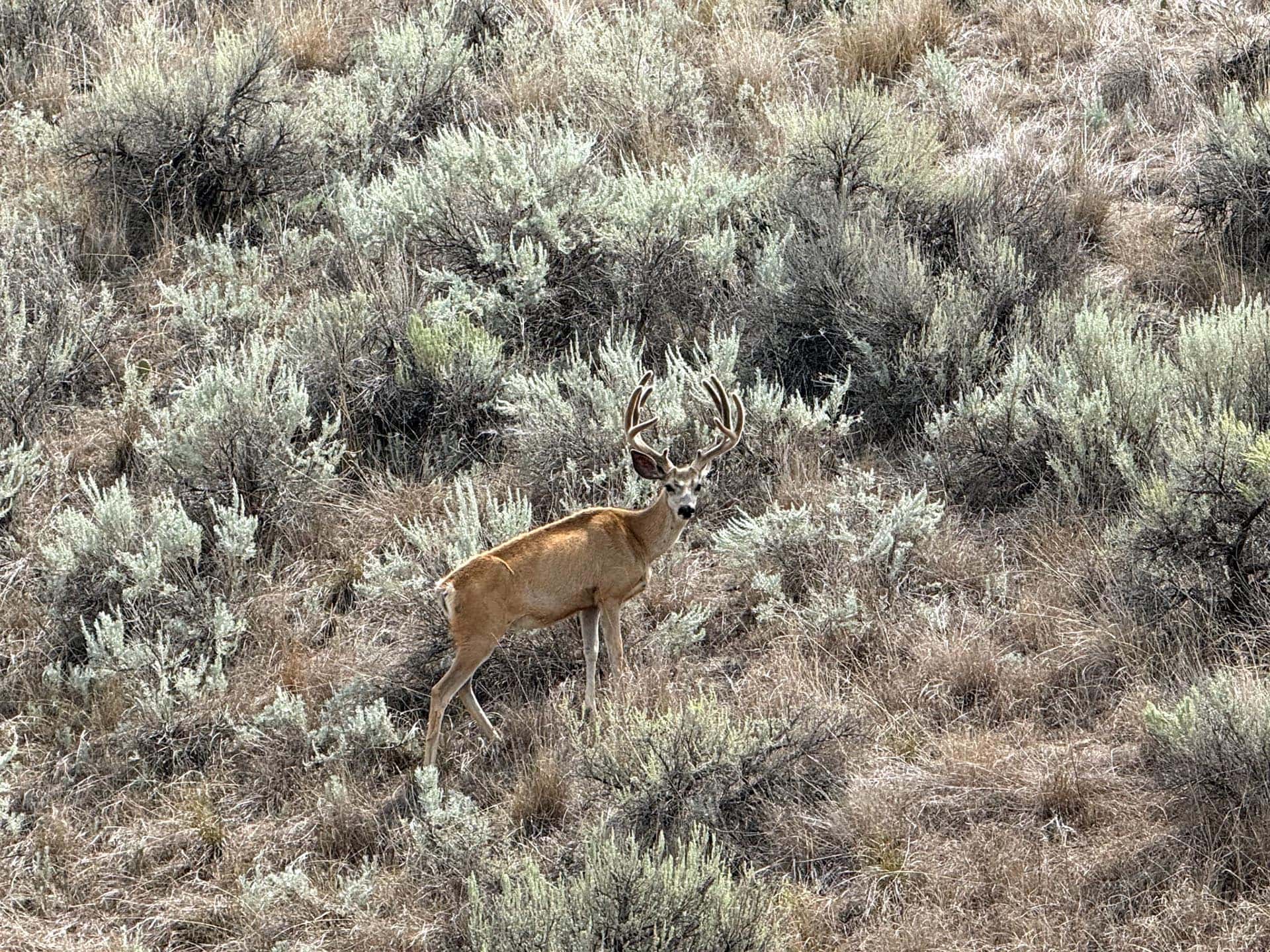 Big mule deer Montana farm with acreage Clarks Fork of the Yellowstone Overlook