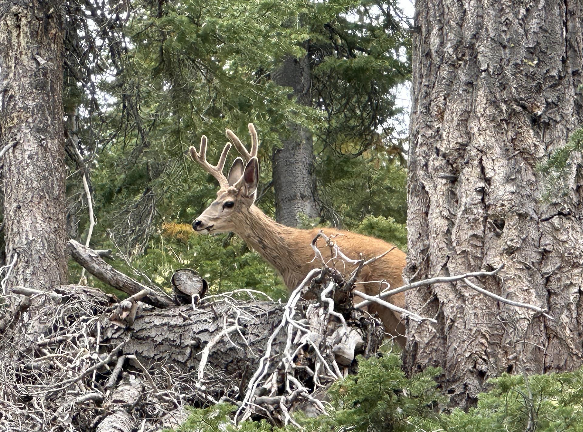 Mule deer buck idaho silver star mine and hunting property