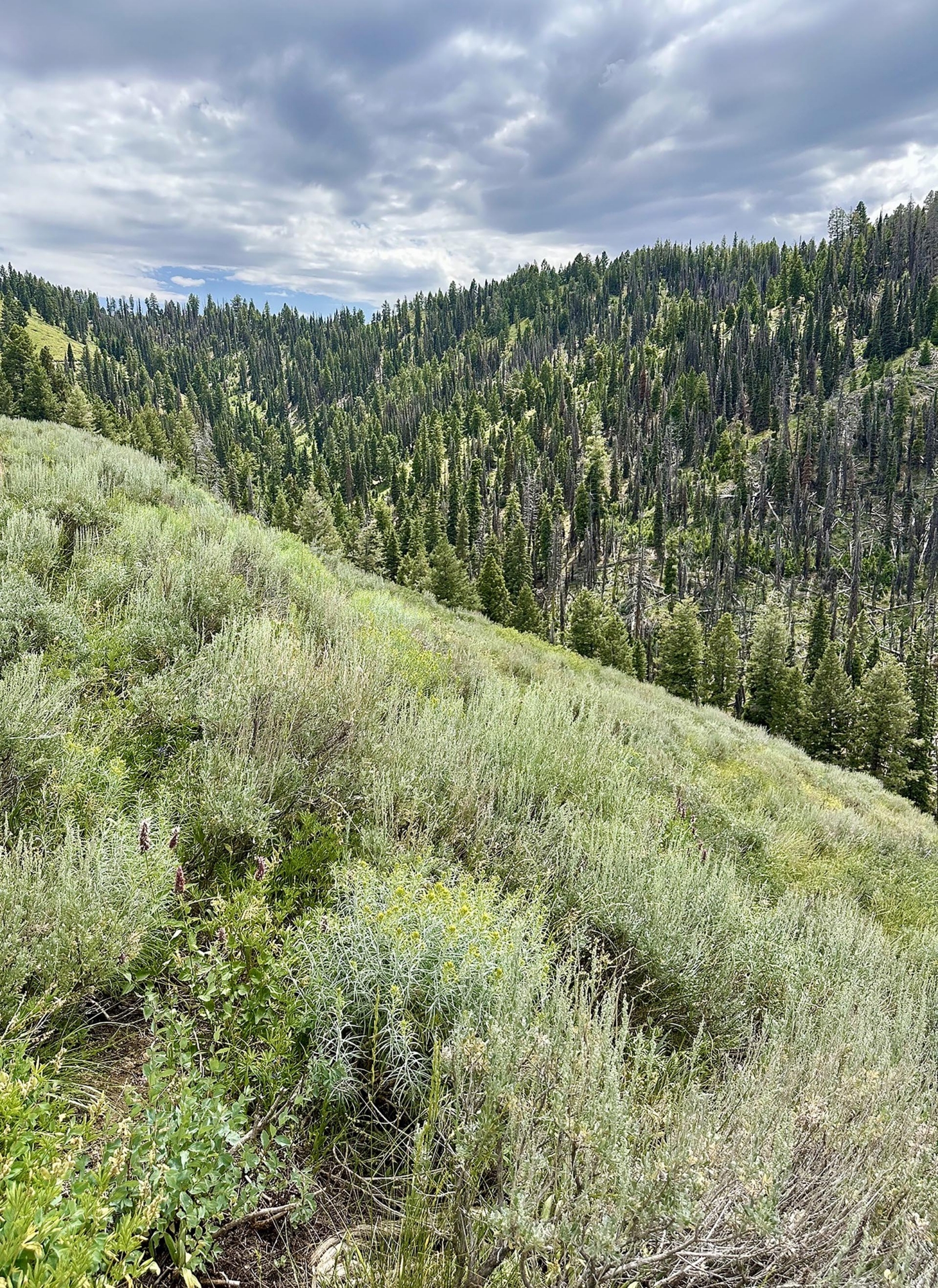 Sagebrush idaho silver star mine and hunting property