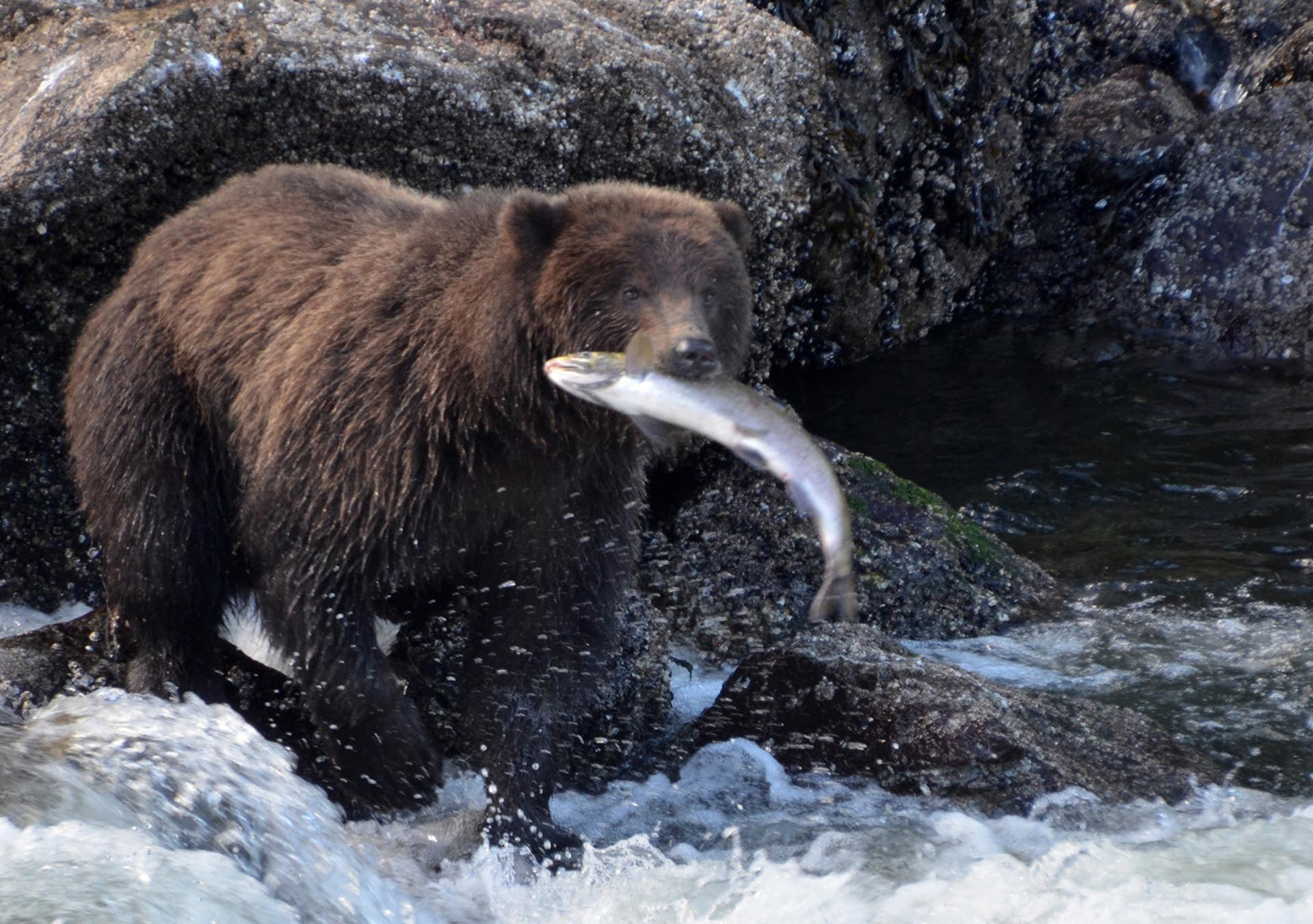bear alaska inside passage wilderness enclave