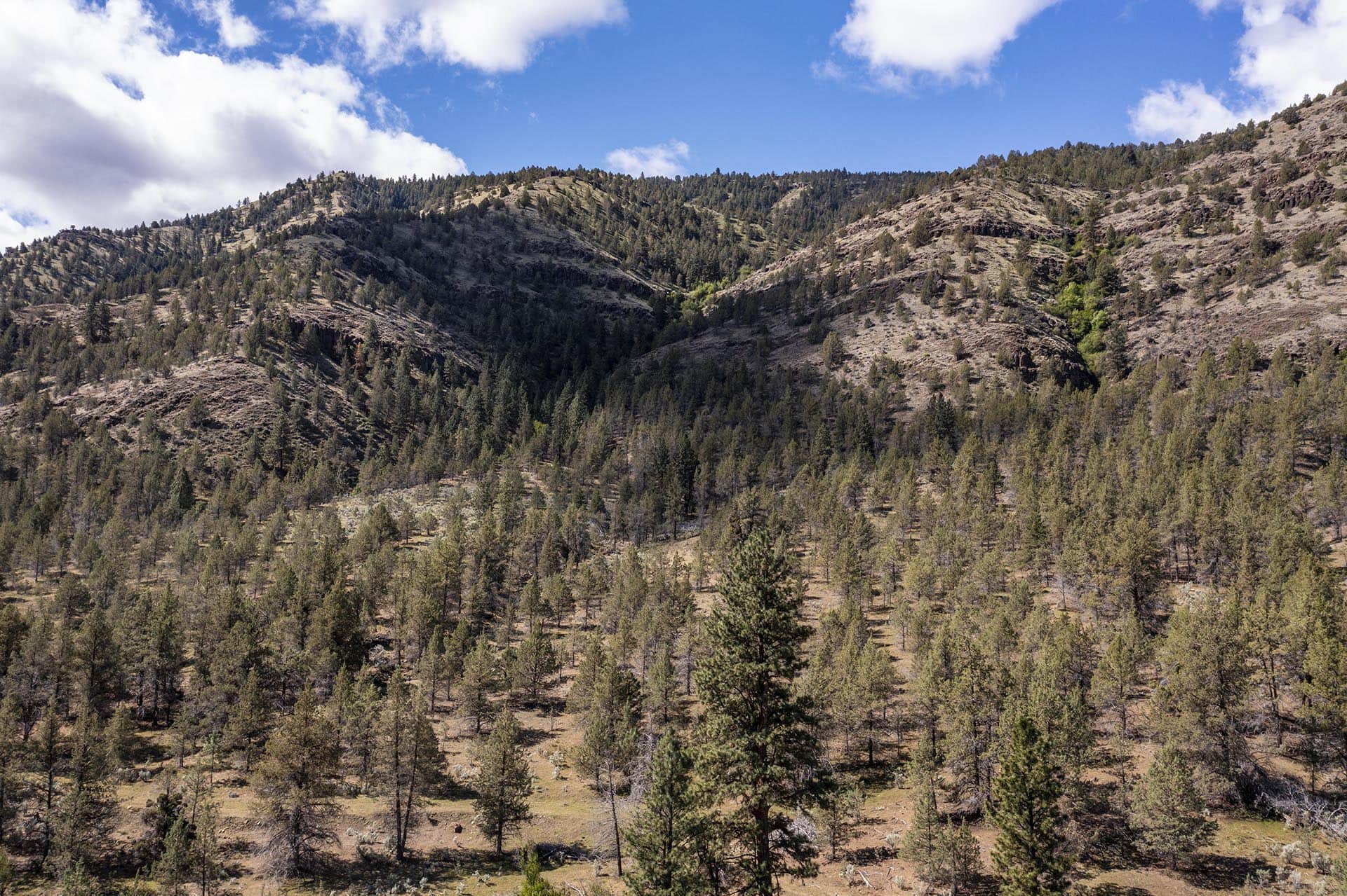 big basin oregon running spur hunting ranch