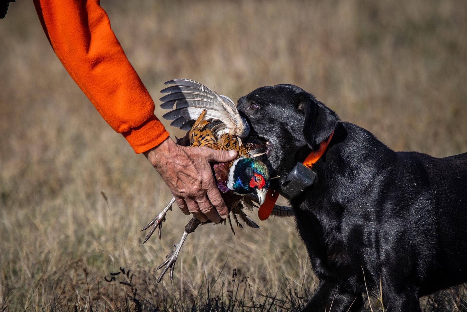 bird dog training property for sale south dakota paul nelson farm