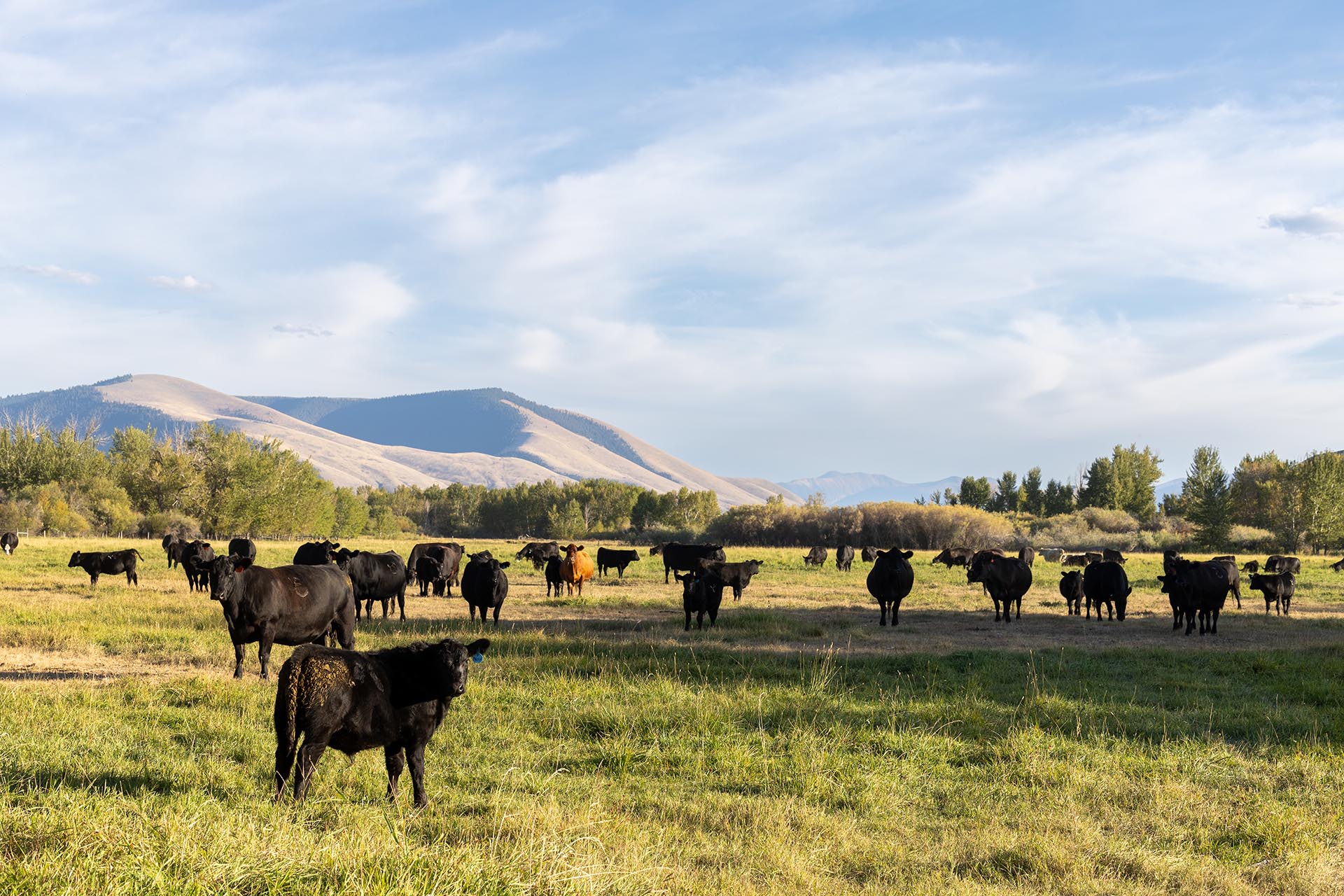 black angus cattle herd idaho jackson corner ranch