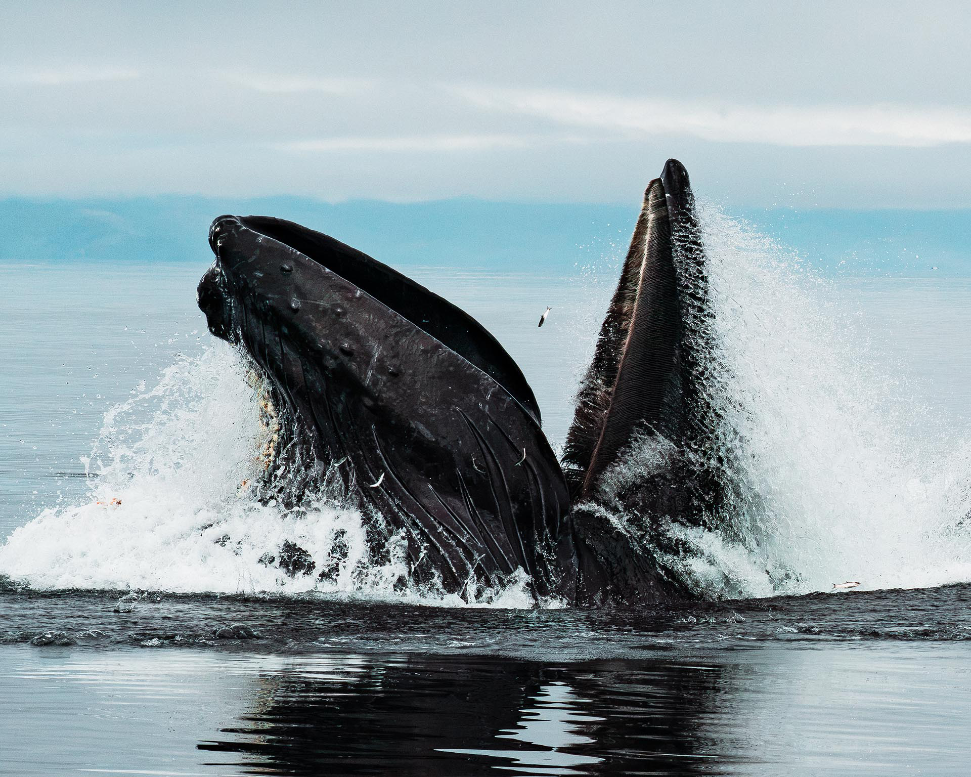 breaching whale alaska inside passage wilderness enclave