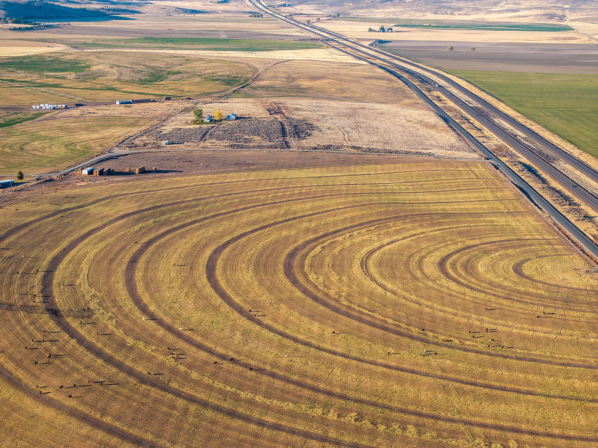 cattle grazing irrigated fields ranch oregon north powder farm