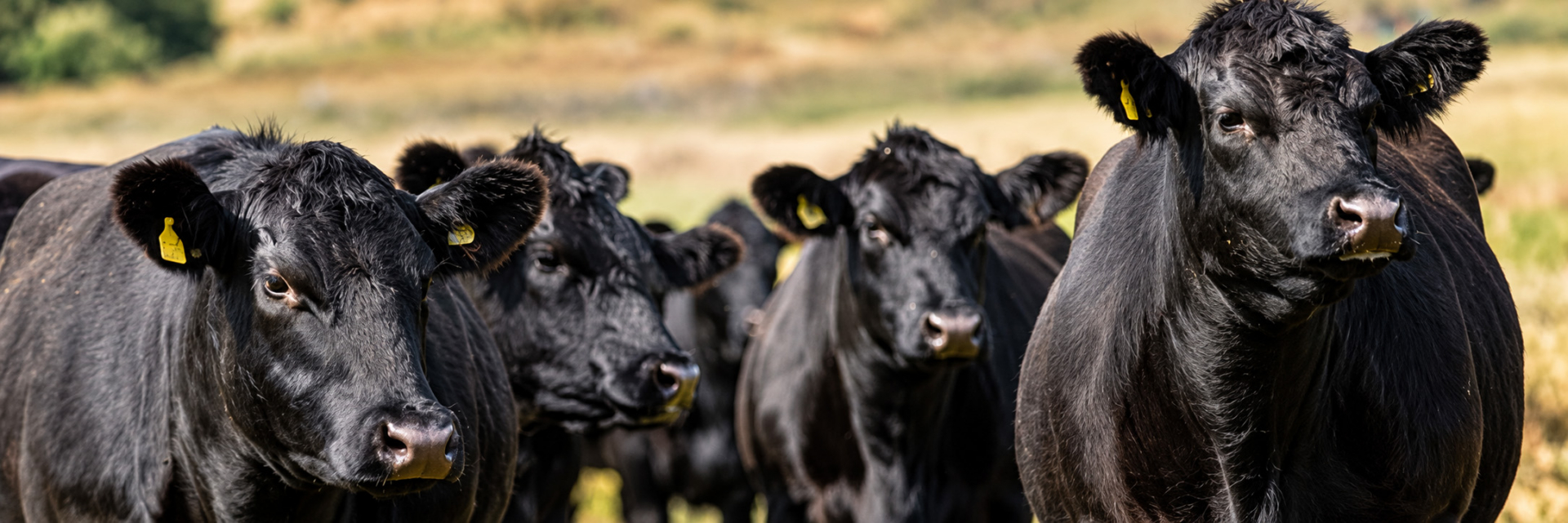 cattle grazing land montana dempsey lakes cattle ranch