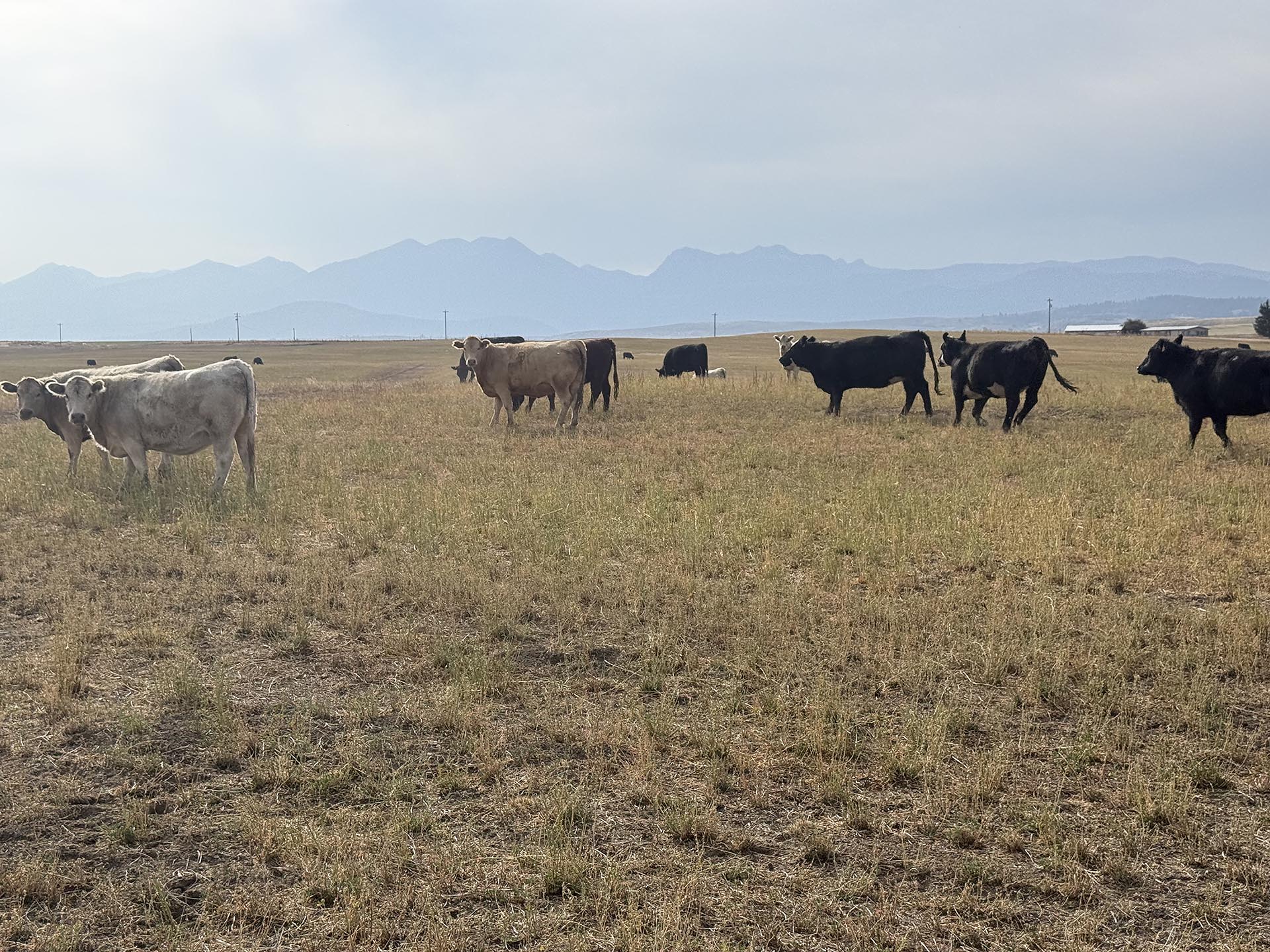 cattle grazing property for sale oregon north powder farm