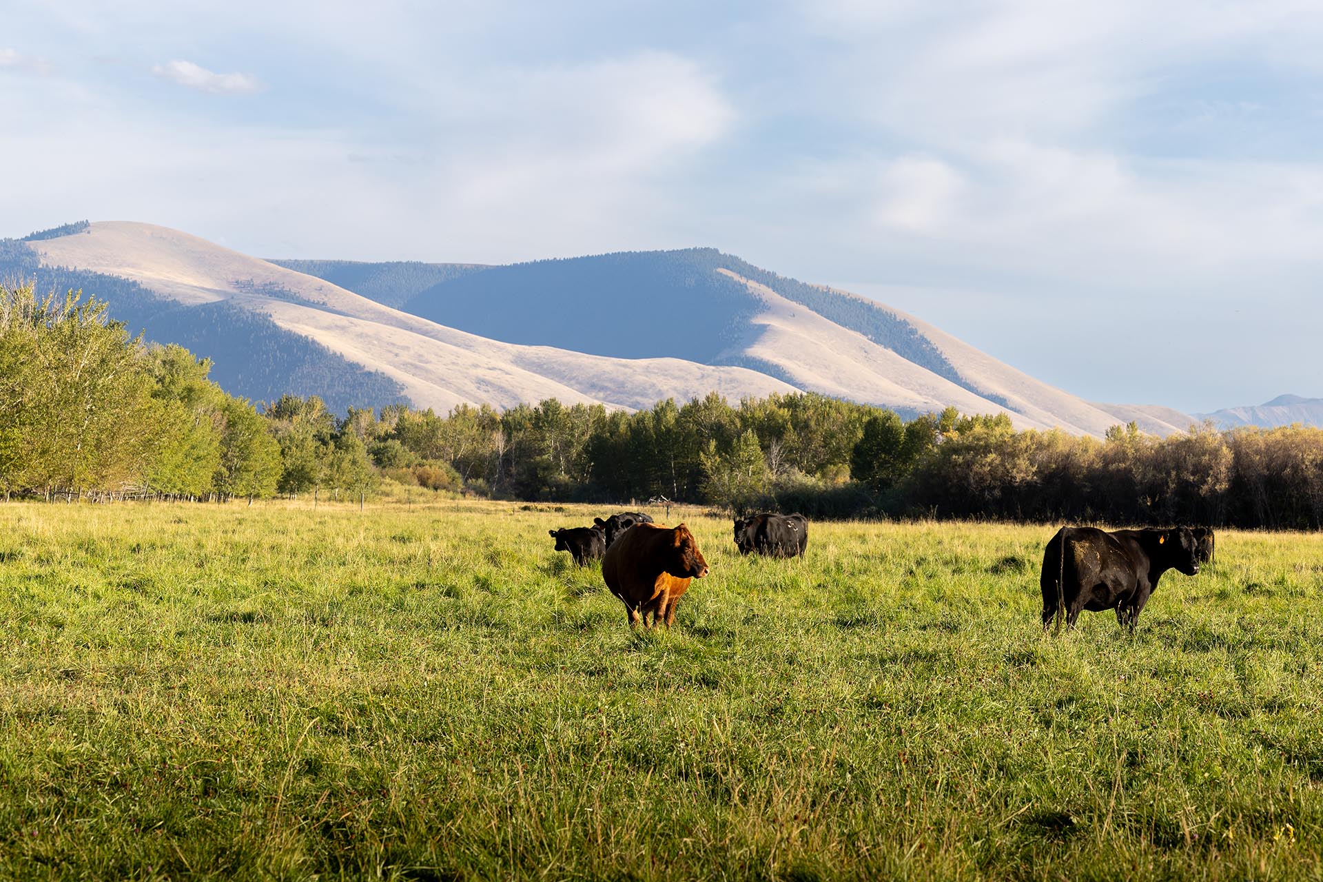 cattle idaho jackson corner ranch