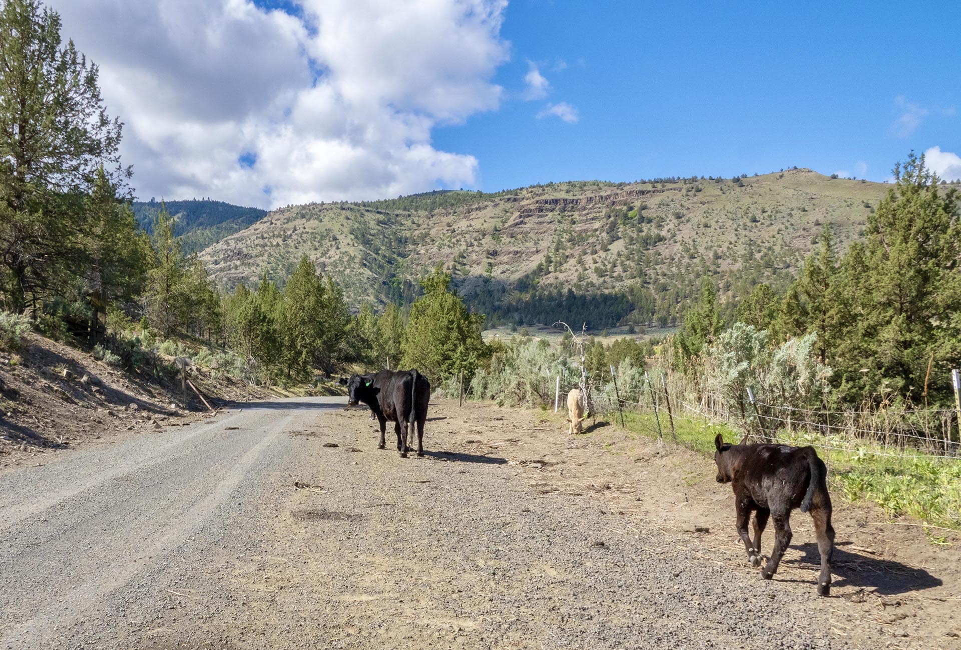 cattle oregon running spur hunting ranch