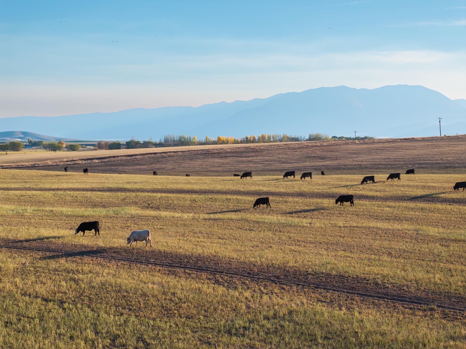 cattle pasture ranch oregon north powder farm
