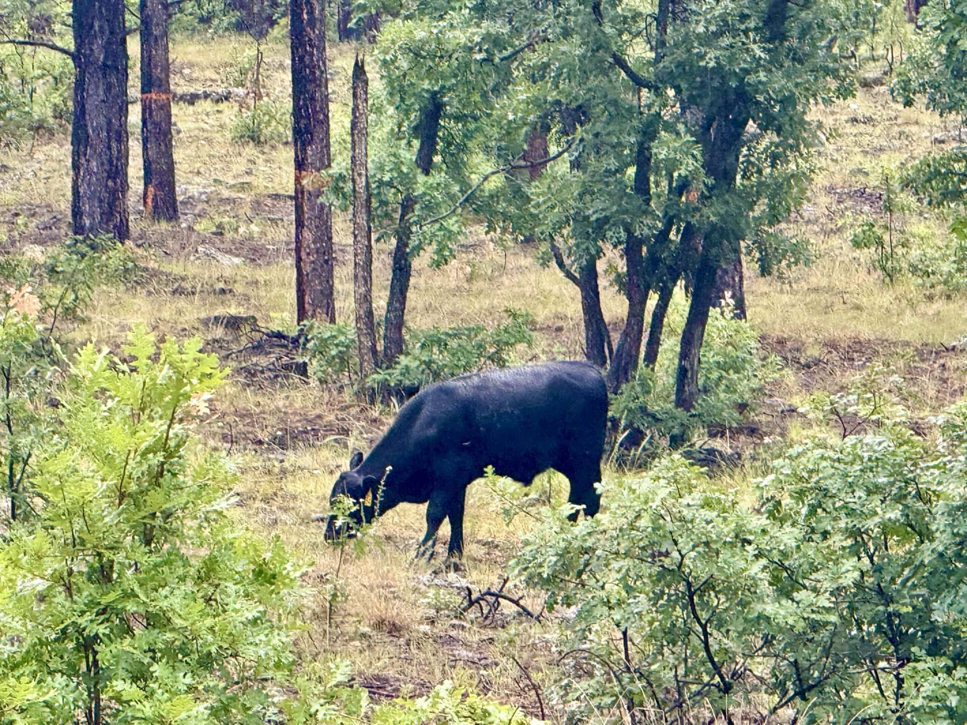 cattle ranch grazing lease arizona four of a kind ranch
