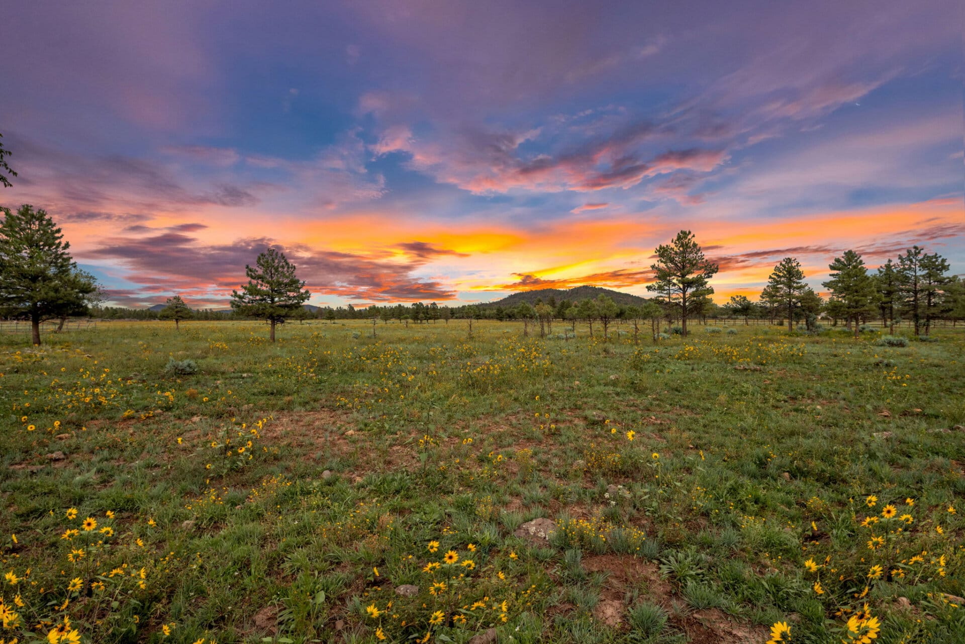 cattle ranch pasture arizona four of a kind ranch