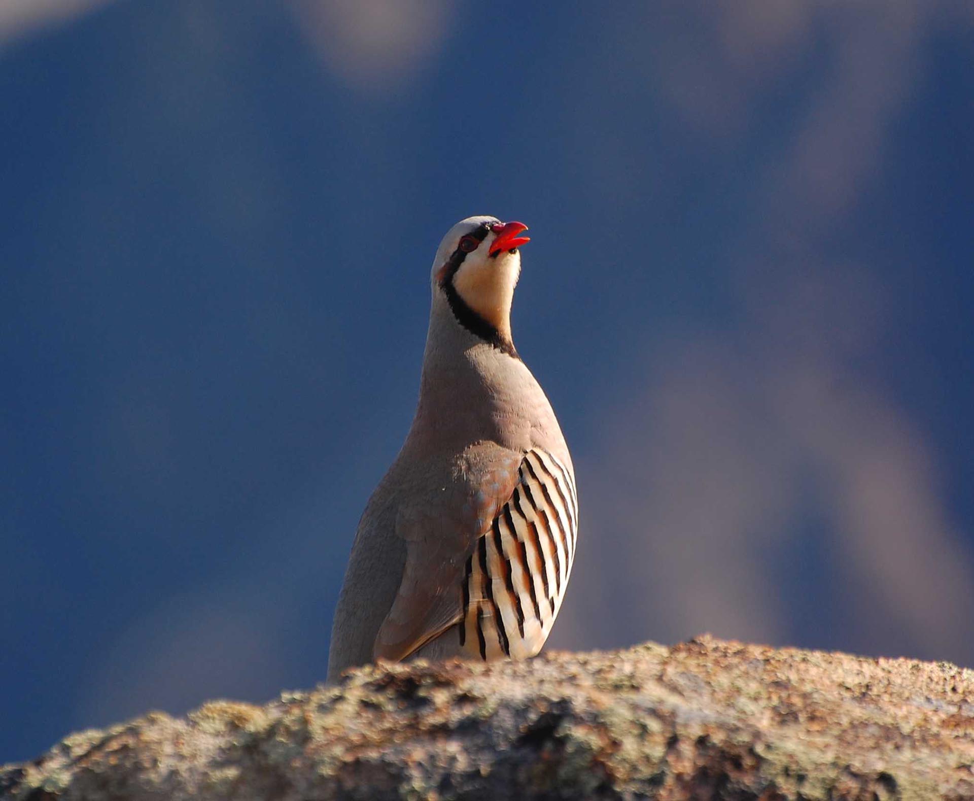 chukar oregon running spur hunting ranch