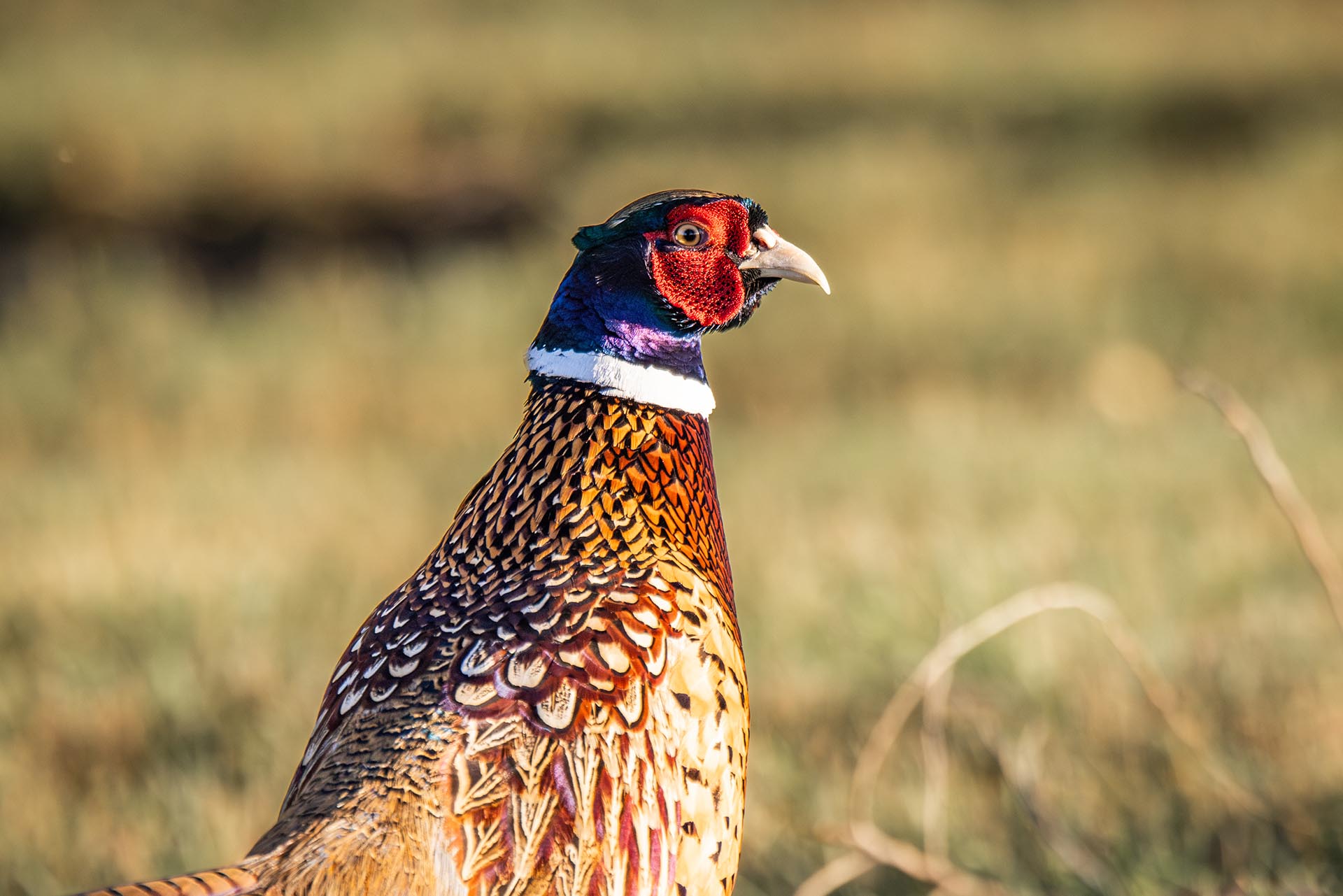 colorful pheasant close up hunting land south dakota paul nelson farm