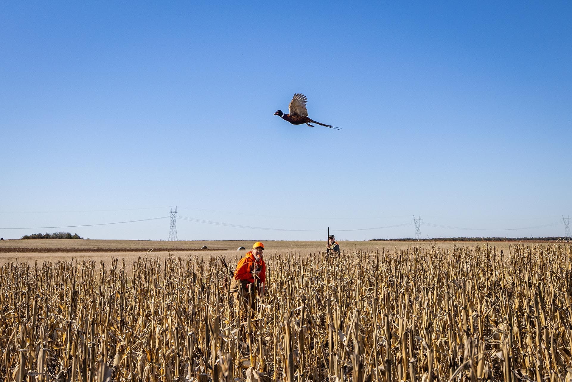 corn field for pheasant hunting south dakota paul nelson farm