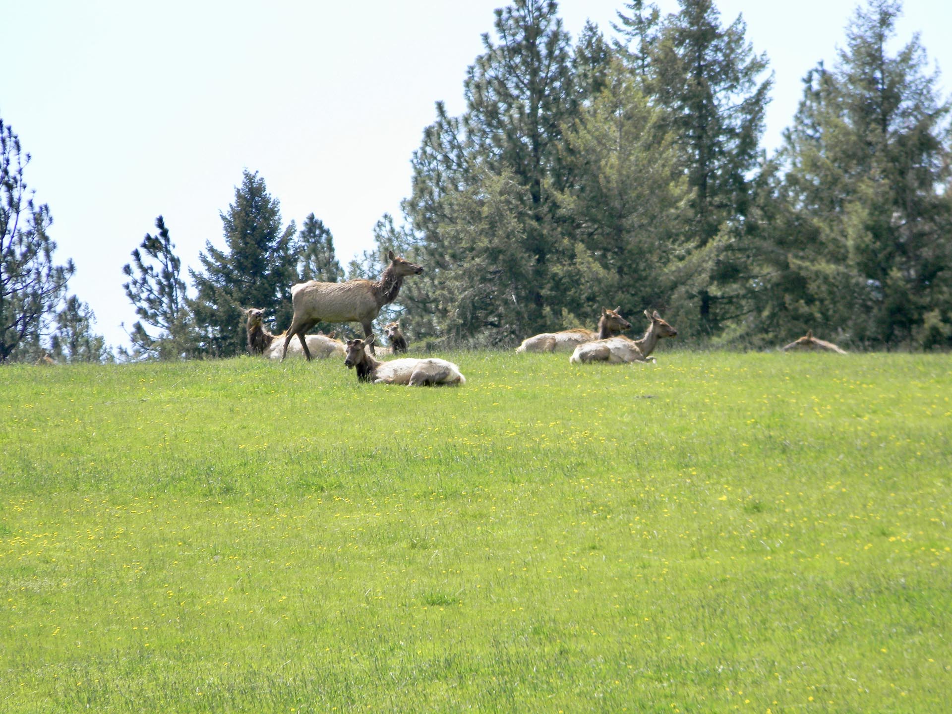 cow elk idaho park ranch
