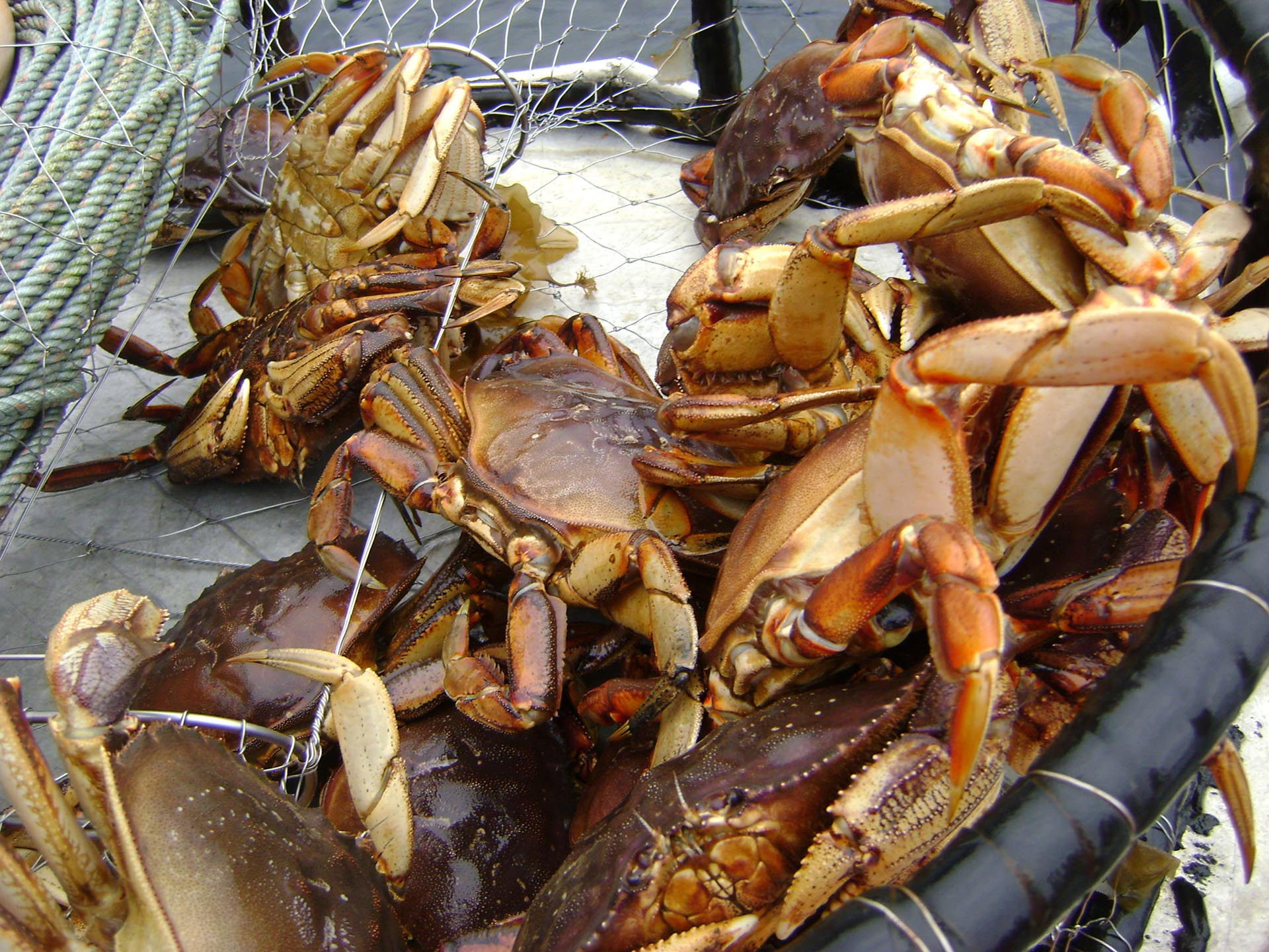 crab catch alaska inside passage wilderness enclave