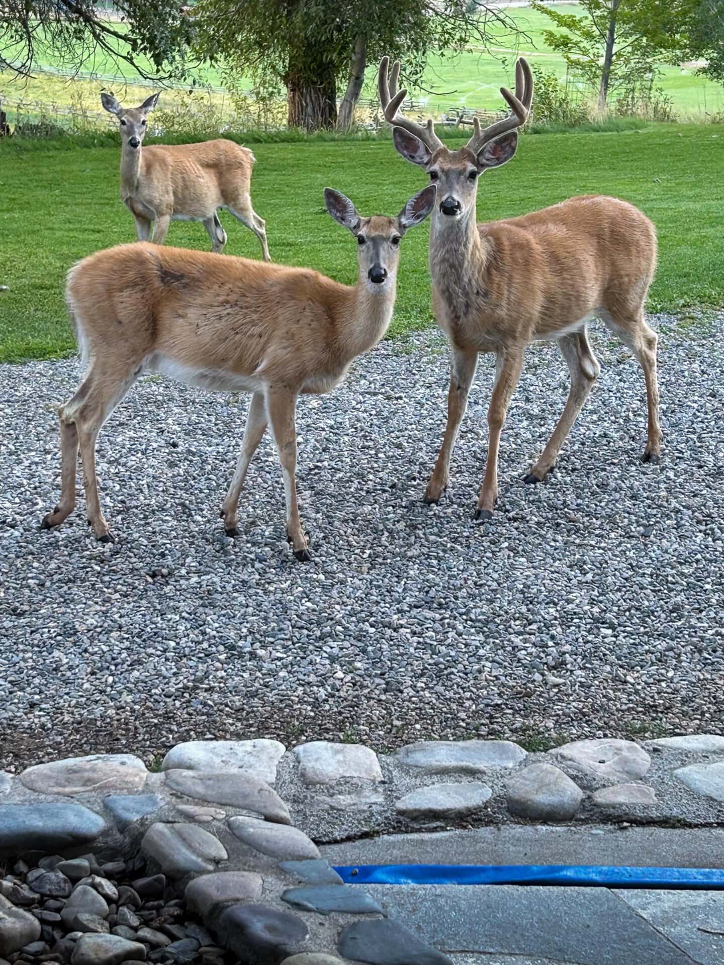 deer in velvet idaho north fork meadows