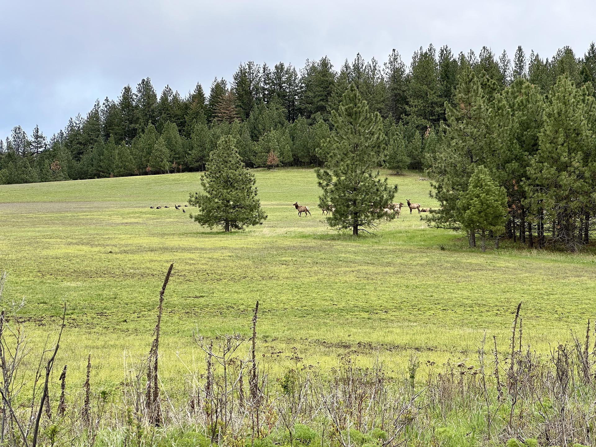 elk and turkey idaho park ranch