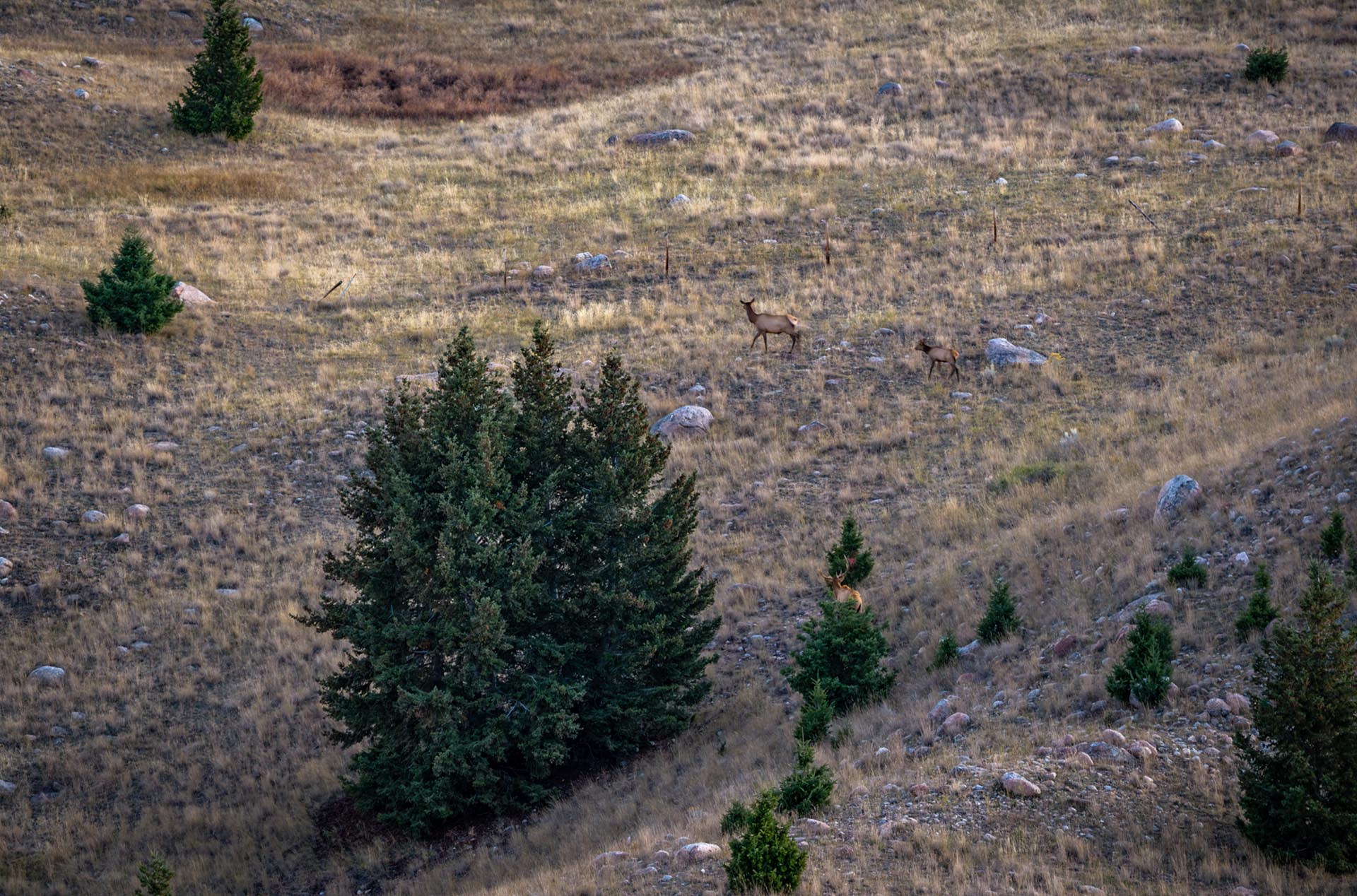 elk habitat land for sale montana dempsey lakes cattle ranch