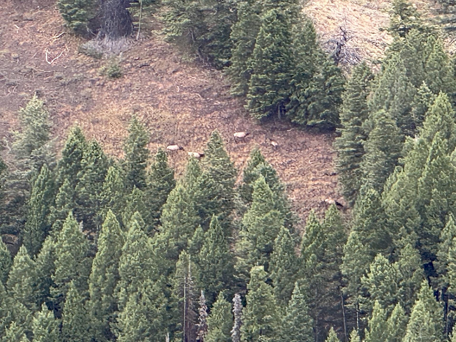 elk idaho silver star mine and hunting ranch