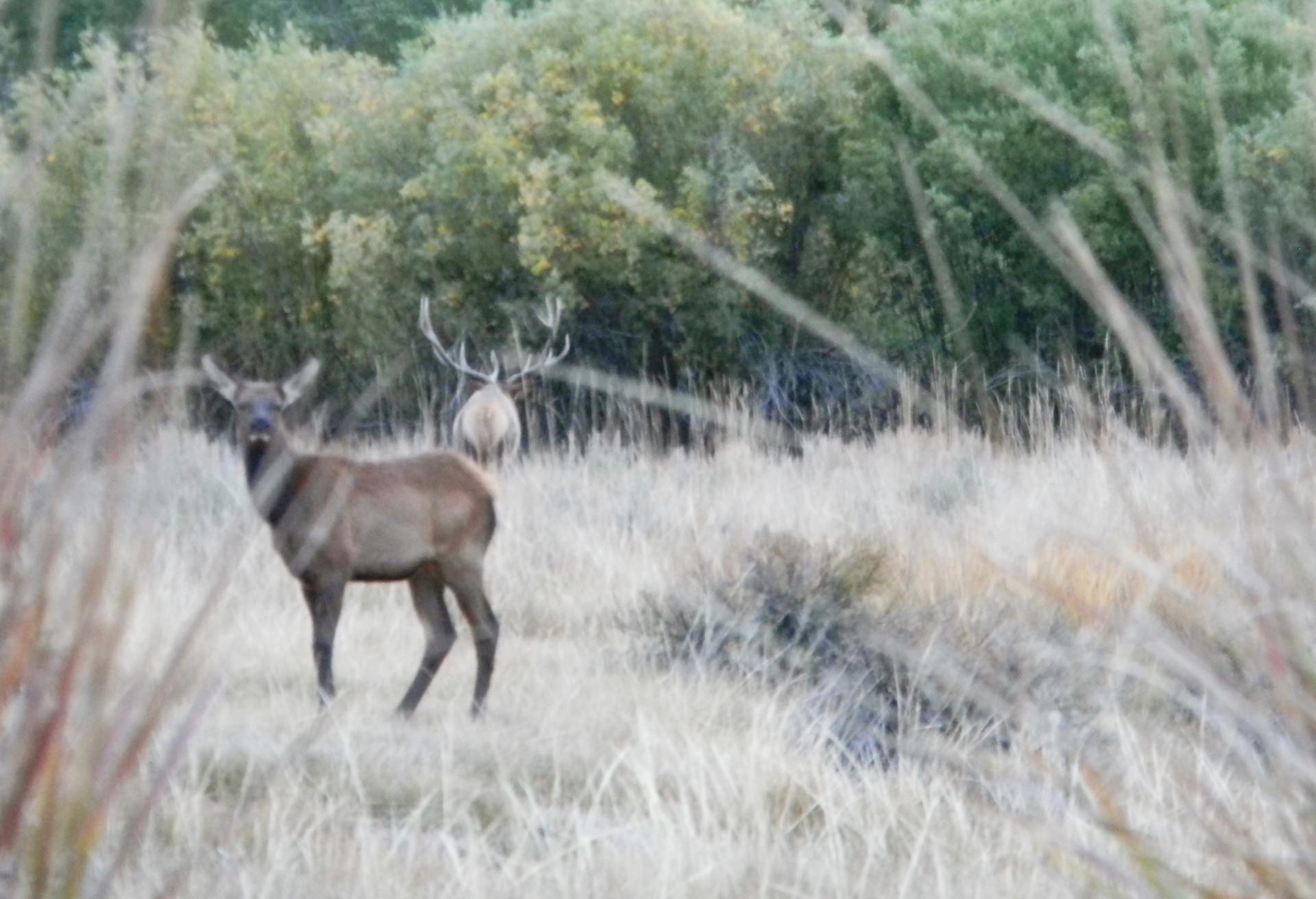 elk oregon running spur hunting ranch