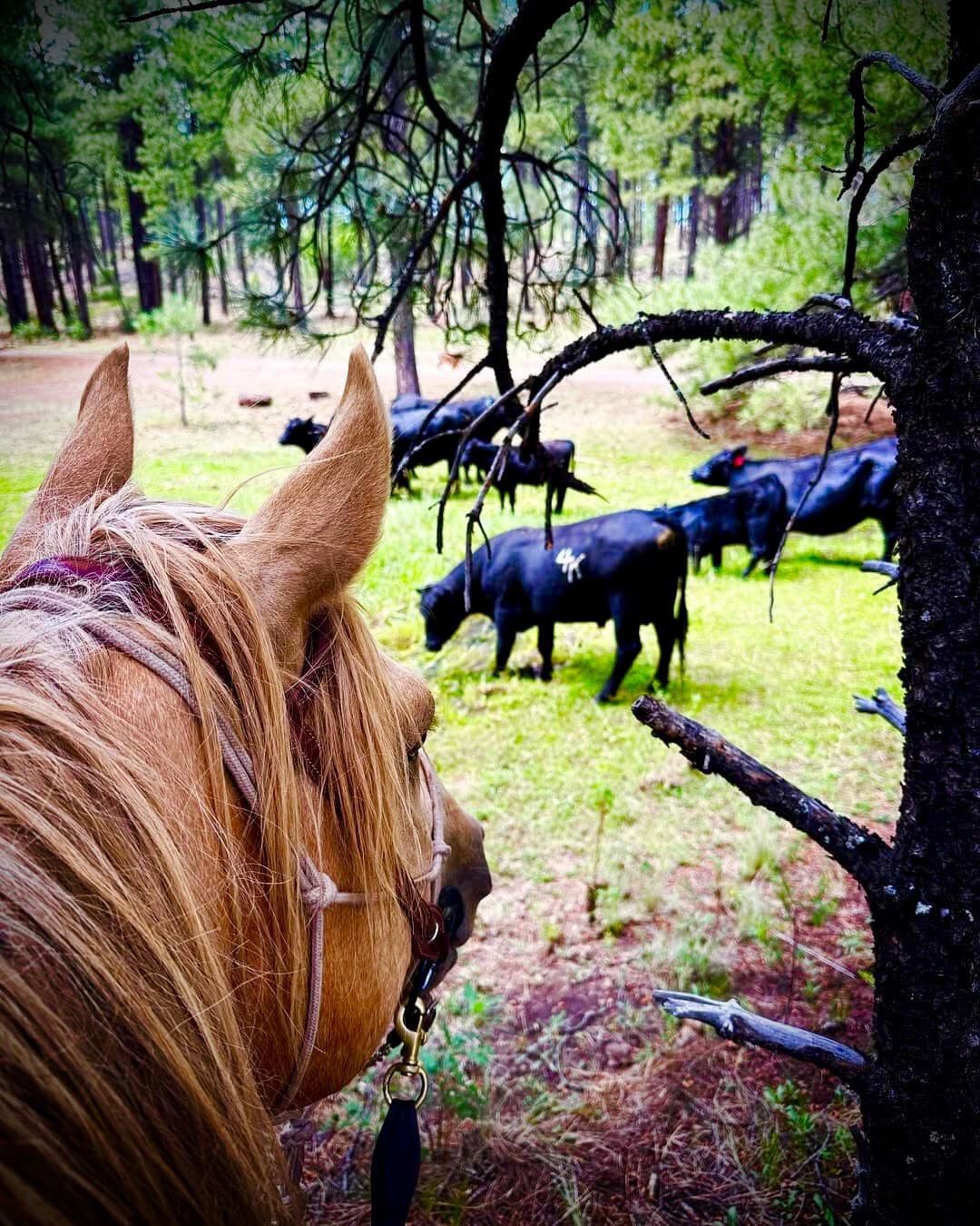 equestrian estate arizona four of a kind ranch