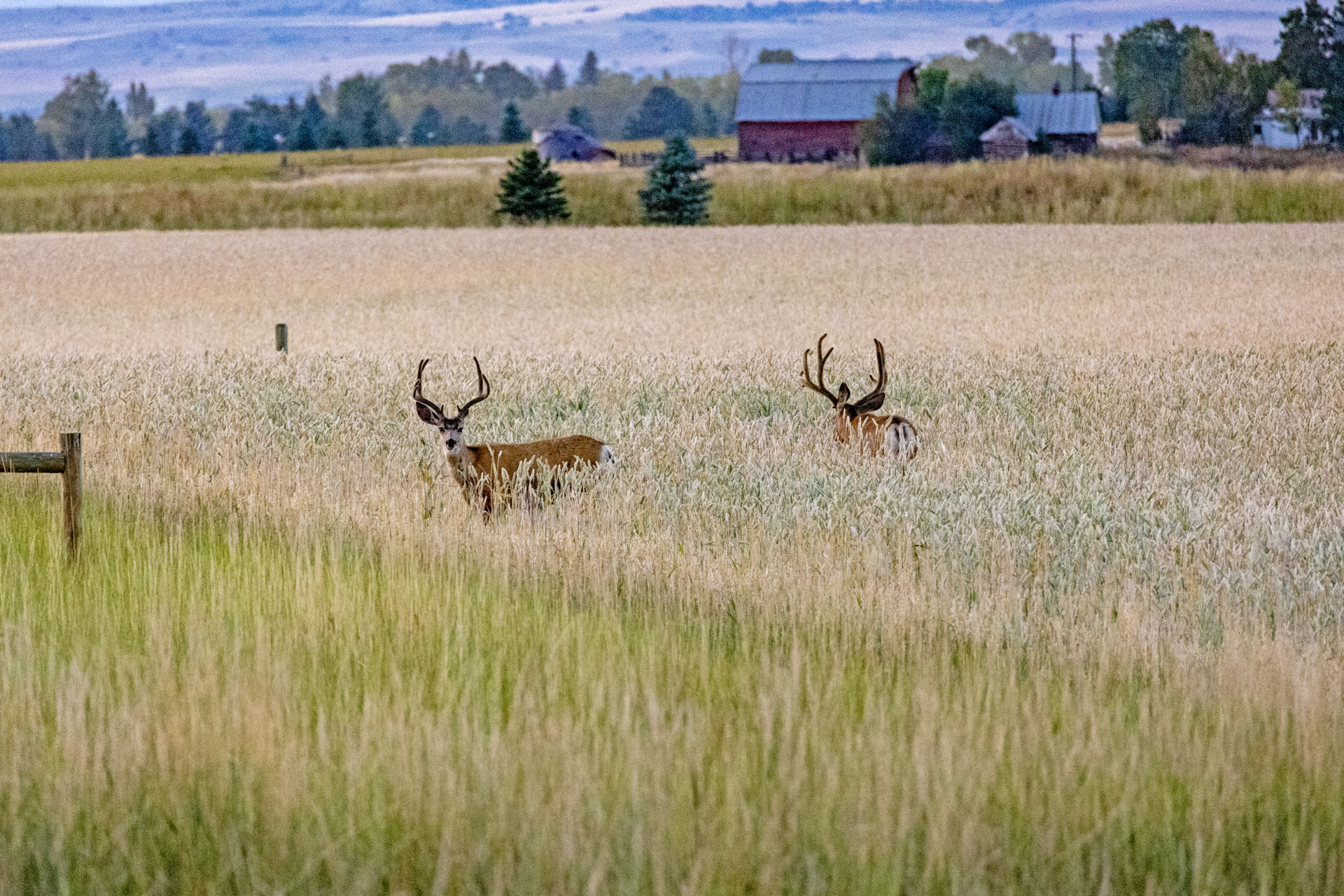 farmland with wildlife for sale montana east gallatin riverbend